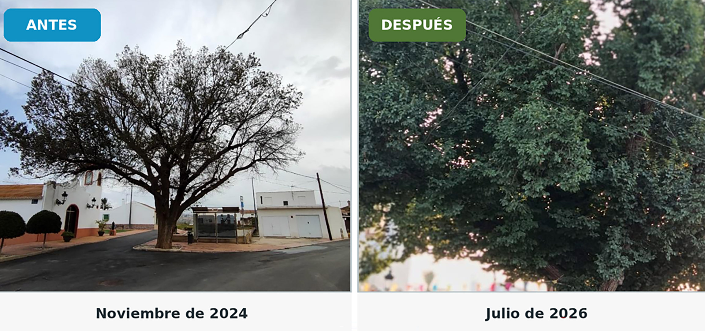 Las actuaciones municipales de conservación permiten que el olmo de La Loma vuelva a llenarse de vida 