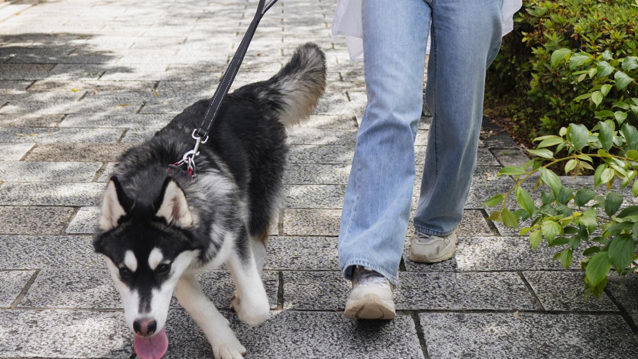 La Concejalía de Seguridad Ciudadana recuerda la normativa sobre la tenencia responsable de animales