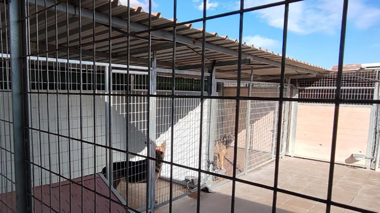 El Centro de Protección Animal amplía sus instalaciones para mejorar la atención a los animales vagabundos