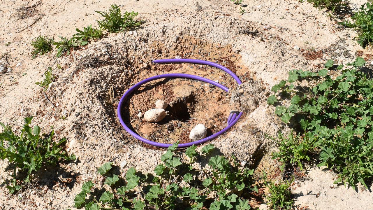 Roban árboles en una zona reforestada del Parque de la Antena