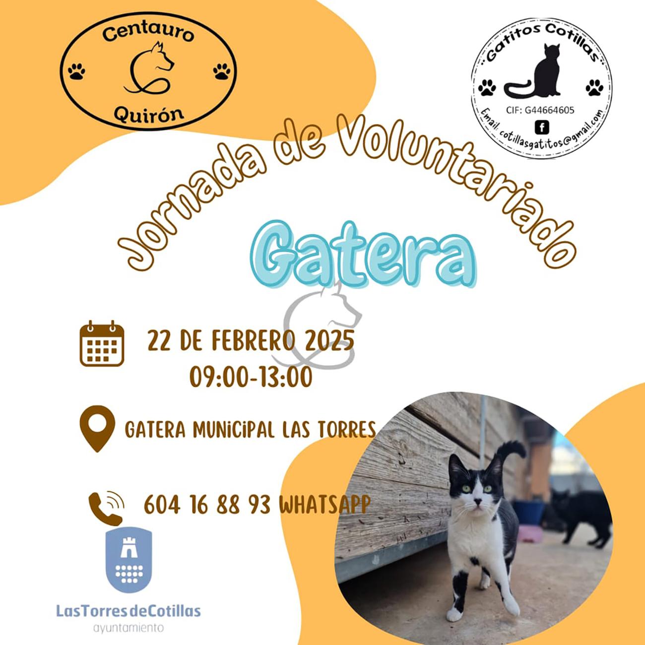 Jornada de voluntariado en la gatera municipal de Las Torres de Cotillas