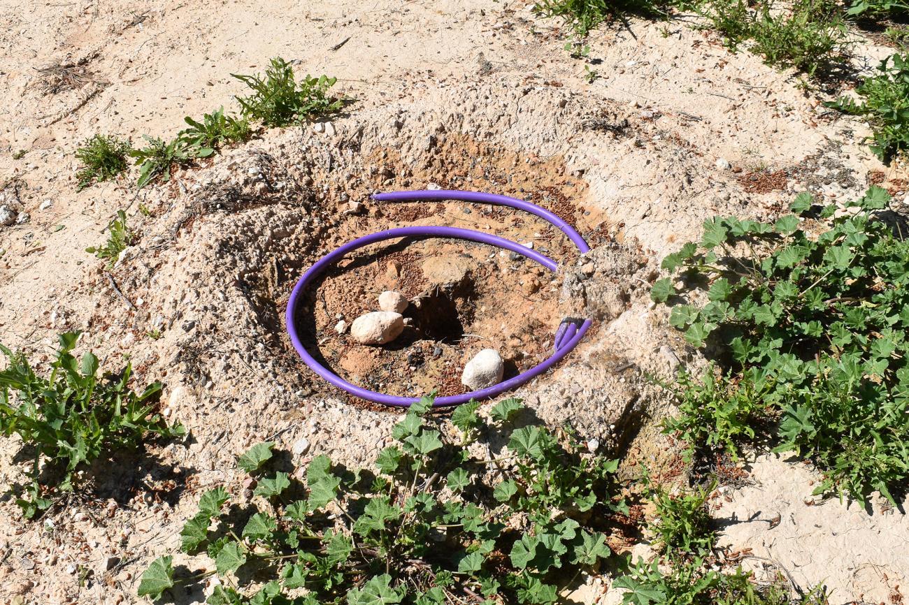 Roban árboles en una zona reforestada del Parque de la Antena